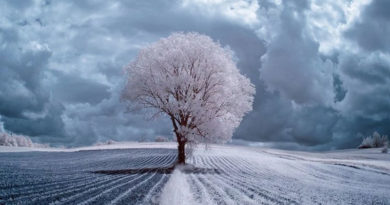 arbres fascinants en infrared