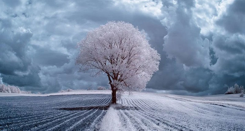 arbres fascinants en infrared